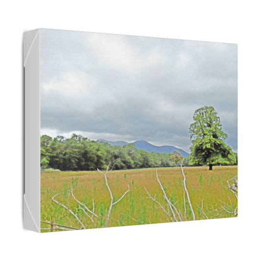 Landscape Canvas Print — Tranquil Field with Lone Tree Wall Art