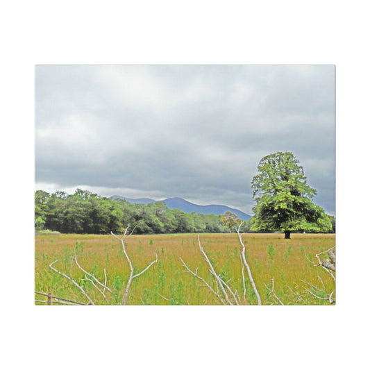 Landscape Canvas Print — Tranquil Field with Lone Tree Wall Art